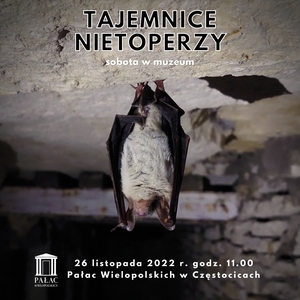 Tajemnice nietoperzy – sobota w muzeum