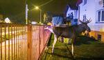 Strażacy uratowali uwięzionego łosia. Akurat przejeżdżali obok