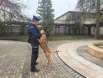 Czworonożni funkcjonariusze z ostrowieckiej komendy