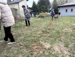 Sześćdziesiąt buków zasadzonych na 60-lecie OSP Bukowie zostało ściętych. Mieszkańcy oburzeni, gmina szuka winnego